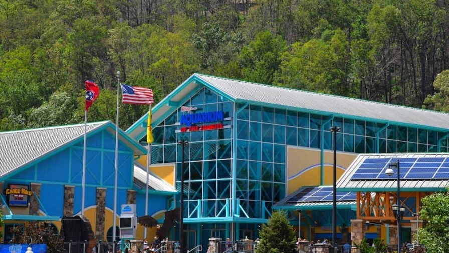 Experience Shark Week at Ripley’s Aquarium in Gatlinburg