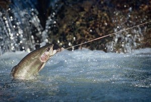 A fish being caught