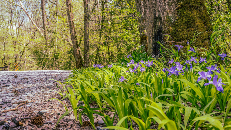 From Bears to Wildflowers: Spring in the Smoky Mountains