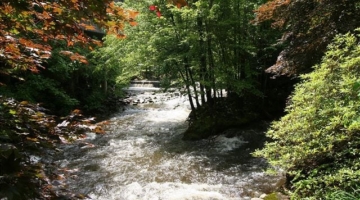 3 Fun Trips to Take to Our 3 Bedroom Condos in Gatlinburg TN