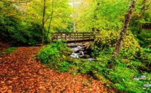 A scenic hiking trail covered in fall leaves.