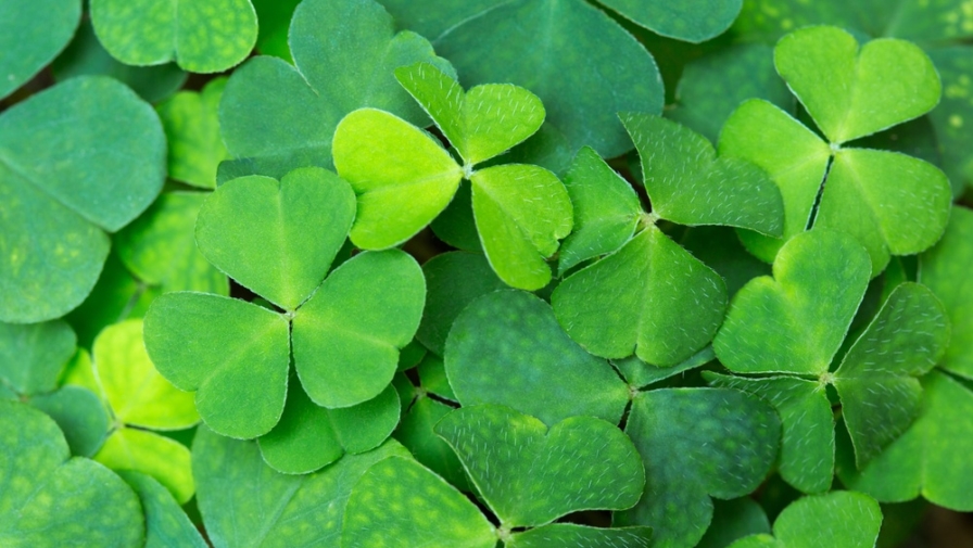 How to Celebrate St. Patrick’s Day at our Condo Rentals in Gatlinburg TN