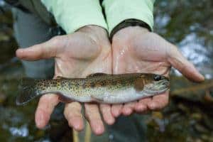 Learning to Crack the Code Trout Fishing in the Smokies or Where Ever