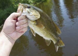 small mouth bass