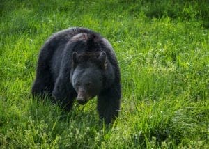 black bear in the smoky mountains