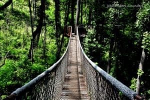 treetop skywalk anakeetsa