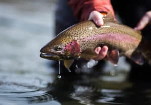 rainbow trout