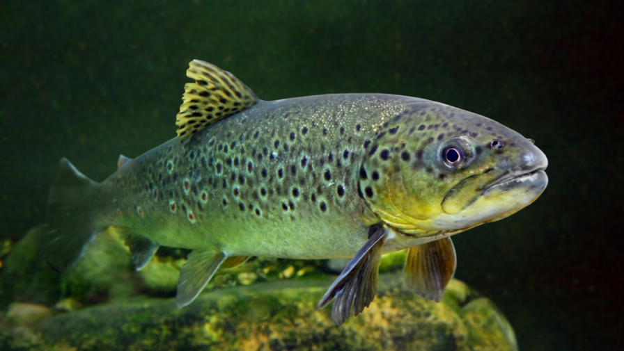 The Ultimate Guide to Smoky Mountain Trout Fishing