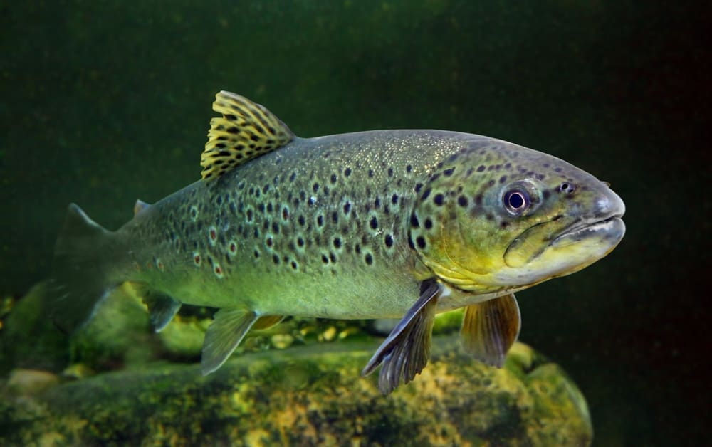 brown trout smoky mountains