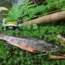 Your Guide to Fishing in Gatlinburg TN