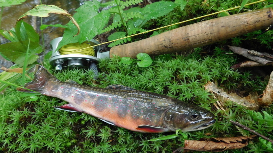 Your Guide to Fishing in Gatlinburg TN Your Guide to Fishing in Gatlinburg TN
