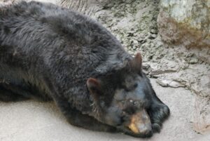 black bear in Wildlife Habitat at Ober Mountain