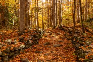 Smoky Mountain hiking trail covered in fall leaves